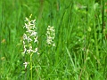50_Plantathere a deux feuilles_2